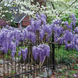 Blue Wisteria on a White Picket Fence 
