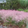 Pink Muhly Grass Plant