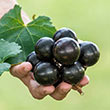Supreme Muscadine Grape Vine