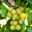 Tara Grape Vine