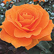 Vavoom<sup>™</sup> Floribunda Rose