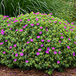 New Hampshire Purple Geranium