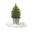 Silver And White Winter Potted Spruce Tree