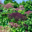 Pocahontas Elderberry