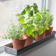 Windowsill Plant Trays w/FREE Herb Seeds