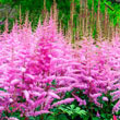 Astilbe Amethyst