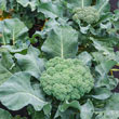 Gurney's<sup>®</sup> Blue Ribbon Hybrid Broccoli Seed