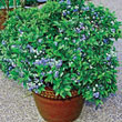 Dwarf TopHat Lowbush Blueberry Plant