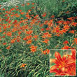 Daylilies for Naturalizing