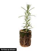 Rosemary Herb — Plant