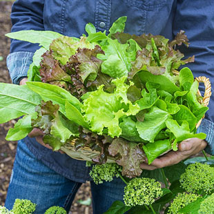 Fall Gardening