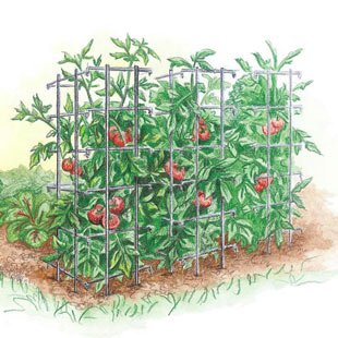 Tomato Cage - Plant Trellis