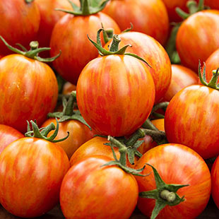 Tomato and Pepper Seeds