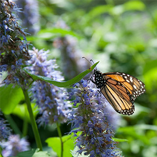 Attracting Pollinators