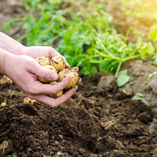 Guide to Growing Potatoes