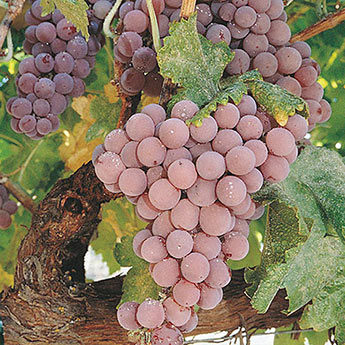 Pink Reliance Seedless Grape Vine