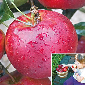 Pixie Crunch<sup>®</sup> Apple Tree