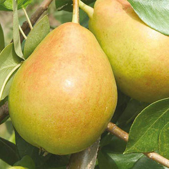 Crisp 'n Sweet™ Pear Tree