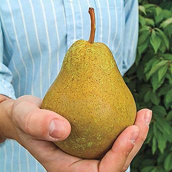 Ambrosia™ Pear Tree