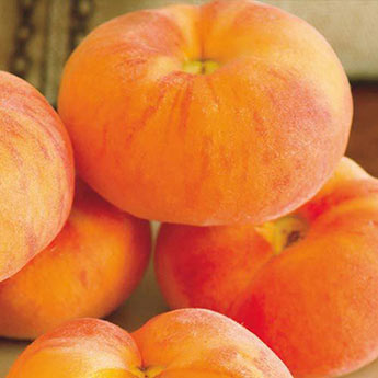 Flat Wonderful™ Peach Tree 