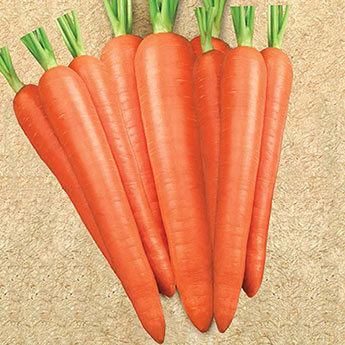 Envy Hybrid Carrot Seed