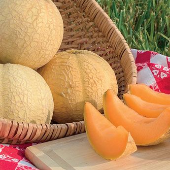 Gurney's<sup>®</sup> Li'l Sweet Improved Hybrid Cantaloupe Seed