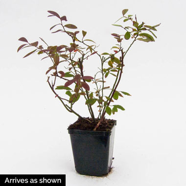 Dwarf TopHat Lowbush Blueberry Plant