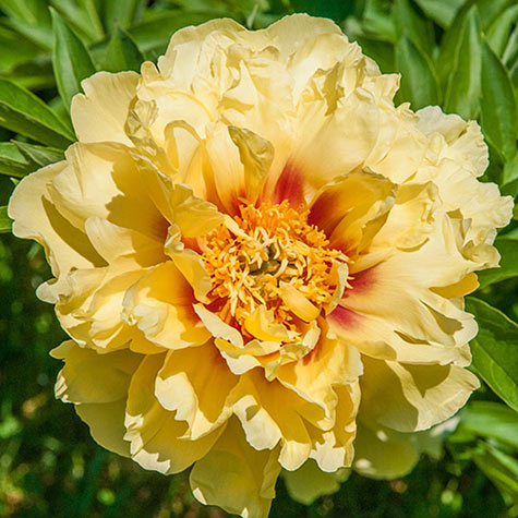 Bartzella Itoh Peony | Plants for Sale from Gurney's