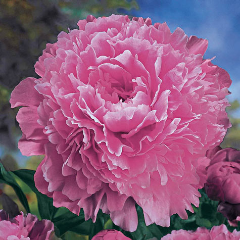 Sarah Bernhardt Peony: Deer-Resistant Plants from Gurney's