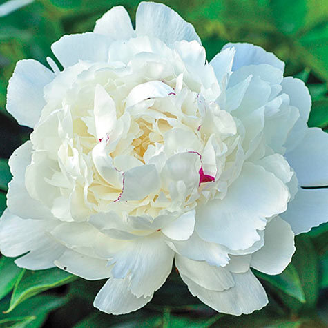 Festiva Maxima Peony | Plants for Sale from Gurney's