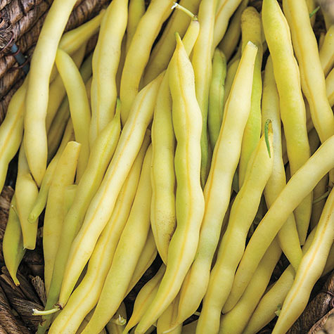 Cherokee Wax Yellow Bush Bean | Gurney's Seed & Nursery Co.