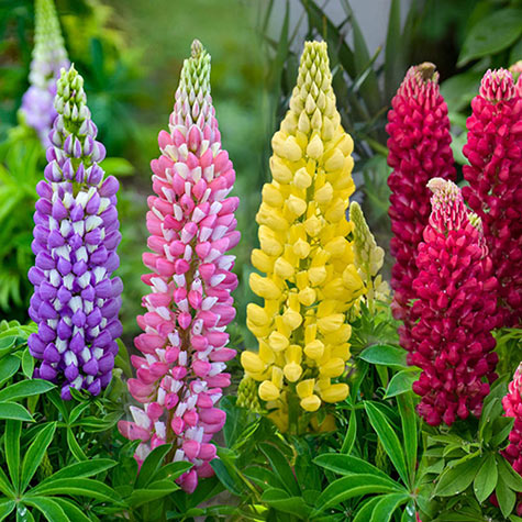 Dwarf Hybrid Lupines Mix | Plants for Sale from Gurney's