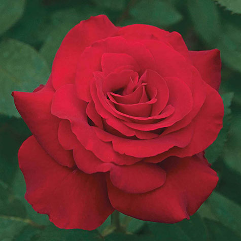 Opening Night Hybrid Tea Rose | Gurney's Seed & Nursery Co.