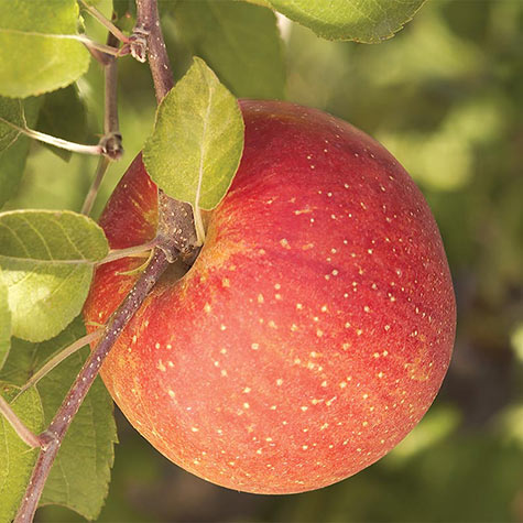 Details about   2 DWARF FUJI APPLE TREE 1-2 FT FLOWERING FRUIT TREES  NOW SHIPPING PLANTS TREES 