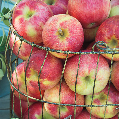 Cripps Pink Apple, Pink Lady Tree » Store » Tomorrow's Harvest by Burchell  Nursery