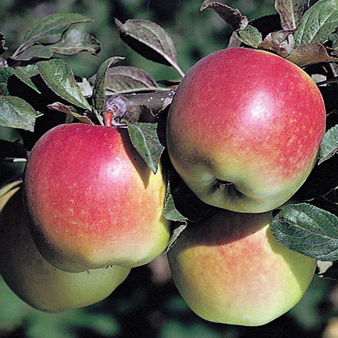 Fuji Apple Tree  Gurney's Seed & Nursery Co.