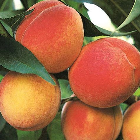 Best Georgia Peaches, Fresh Fruit Delivered