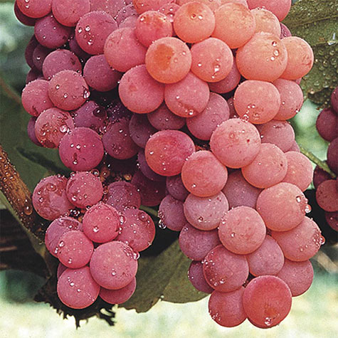 Grapes Red Seedless (1 pound), Shop