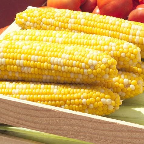 Delectable Rm Hybrid Sweet Corn Se Seed Garden Seeds From Gurney S