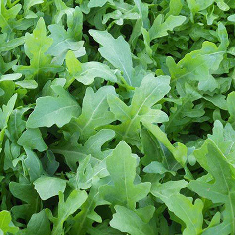 Arugula Adventurer | Gurney's Seed & Nursery Co.