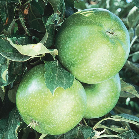 Granny Smith Apple Trees For Sale at Ty Ty Nursery