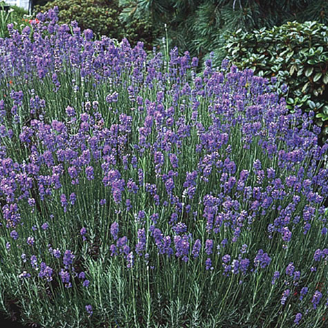 Hardy Lavender Gurney S Seed Nursery Co