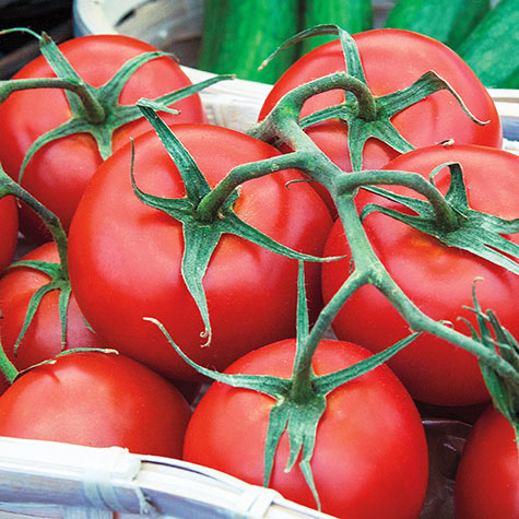 Early Girl Hybrid Tomato | Gurney's Seed & Nursery Co.