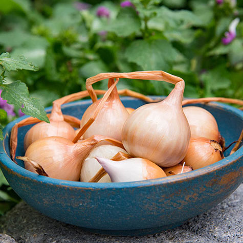 Substitute onion for shallot, but scallions are a little trickier