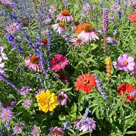 Bumblebee Buffet Flower Mixture | Flower Seeds from Gurney's