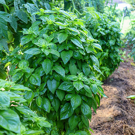 Emerald Towers Basil Herb Seed Gurney s Seed Nursery Co