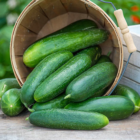 Gurney's Cucumber Slicing Americana Hybrid (20 Seed Packet)