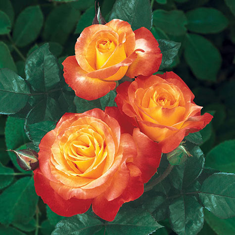 Chihuly® Floribunda Rose 