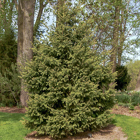 White Spruce Tree: Evergreen Trees from Gurney's