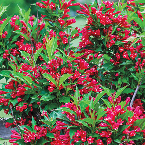 Red Prince Weigela Flowering Shrubs From Gurney S   62364A 